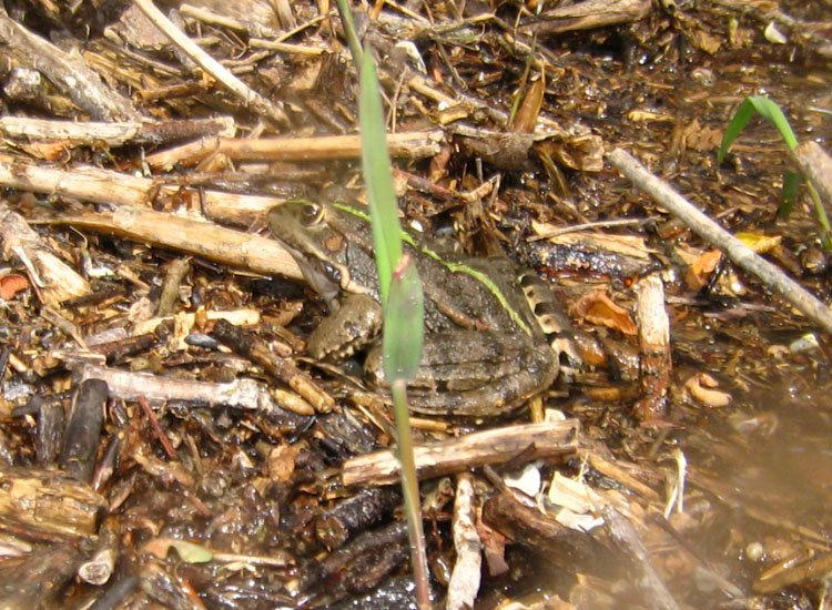 Rana sp. - Pelpohylax kl. esculentus (prov. Parma)